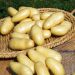 Patata Amandine