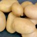 Pomme de terre Elodie