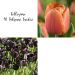 Collezione 40 Tulipani Tardivi