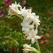 TUBEROSE