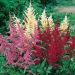 ASTILBE