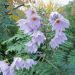 Dalia Albero Imperialis