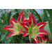 Lys de Bolivie
