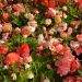 Begonie doppie profumo di Rosa pastello