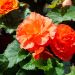 Begonia Non Stop ® Colore Rame