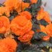 Begonia Non Stop Arancione
