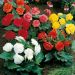 Begonia NON STOP ® in mix