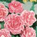 BEGONIA A FIORE DI CAMELIA