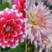 Collection de dahlias cactus idylle et dahlias décoratifs Milk Shake