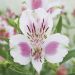 Alstroemeria Giglio del Perù Fougeré