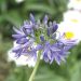 Agapanthe demi-naine Headbourne