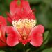 Alstroemeria Giglio del Perù Stella