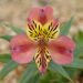 Alstroemeria Giglio del Perù Avrillé