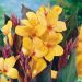 Canna Nain Cottin