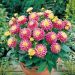 Dalia nana GALLERY REMBRANDT ®