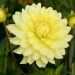 Dalia cactus nana Junior