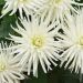 DALIA CACTUS NANA WHITE PRINCESS