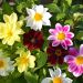 Dalie nane a fiore semplice in mix