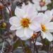 Dahlia nain Bishop of Dover