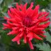 Dahlia nain cactus Corcovado