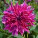 Dahlia décoratif à grandes fleurs Bangkok Violet