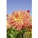 Dalia Cactus a grandi fiori Dentelle Eclair