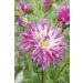 Dahlia Cactus à grandes fleurs Dentelle Arica