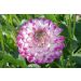 Dahlia décoratif Berlingot