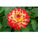 Dalia decorativa Dynastie
