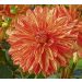 Dalia decorativa Neo