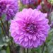 Dahlia décoratif Nikita