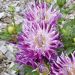 Dahlia cactus à grandes fleurs Jil
