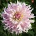 Dahlia cactus dentelle à grandes fleurs Idylle