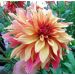 Dalia Decorativa a Grandi Fiori FRENCH CANCAN ® La confezione da 2