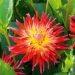 Dalia cactus a grandi Fiori Bora Bora
