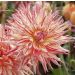 Dalie Cactus a Grandi Fiori Marcanti