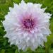Dahlia décoratif à grandes fleurs XXL Shiloh Noelle