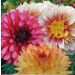 Dalie Assortimento Fiori Sensuali