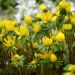 Eranthis cilicica