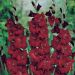 Gladioli Black Surprise