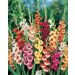 GLADIOLI FARFALLA IN MIX