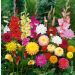 Assortiment Carnaval