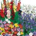 Assortimento 100 bulbi per bouquet