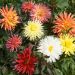 Collezione di 8 dalie nane cactus