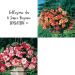 Collezione da 6 Super Begonie SENSATION ®