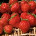 Fraisier Mara des Bois
