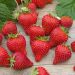 Fraisier Mariguette ®
