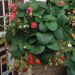 Fragola Fragoo