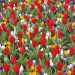 Kit d’effetto Crochi e Tulipani