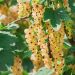 Ribes a grappoli Blanka